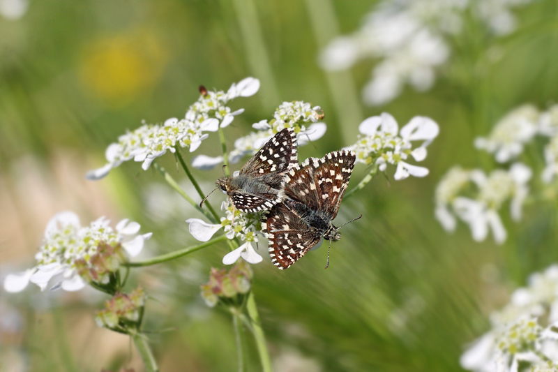 Hesperidae (coppia)